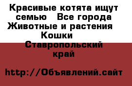 Красивые котята ищут семью - Все города Животные и растения » Кошки   . Ставропольский край